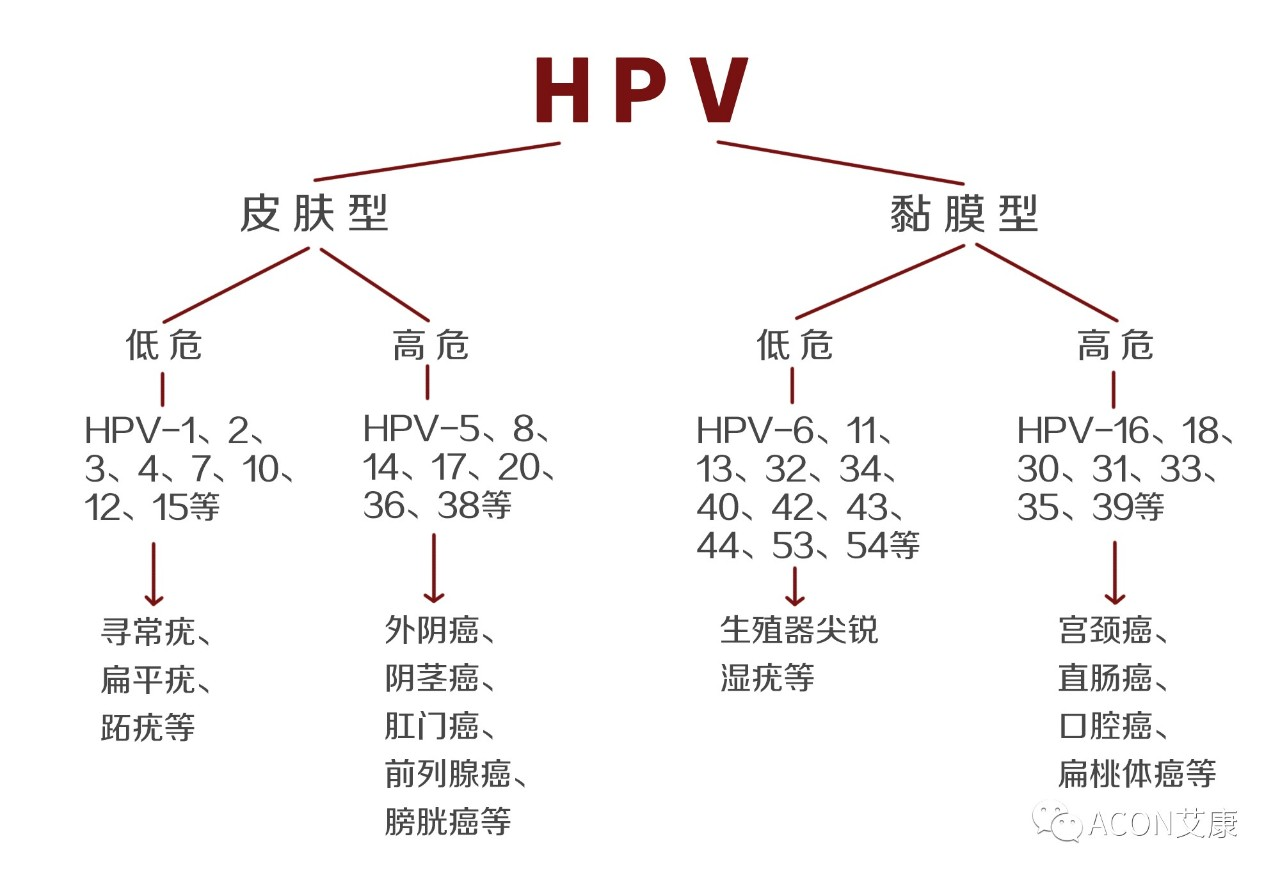 HPV疫苗有必要打嗎？二價(jià)、四價(jià)、九價(jià)要如何選擇！