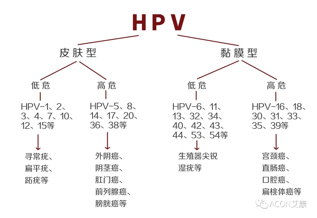 HPV轉陰其實(shí)很簡(jiǎn)單， 女性必知的宮頸癌真相